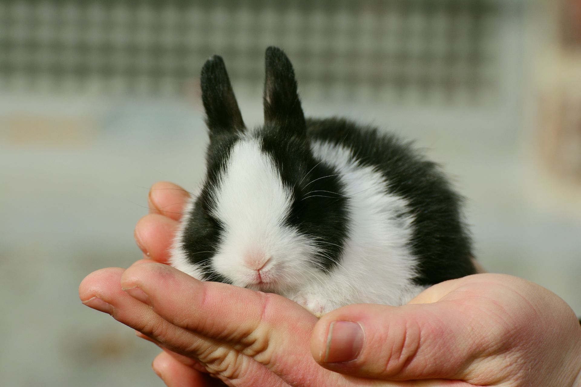 pet-therapy-per-gli-anziani